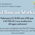 Bird Rescue Workshop