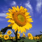 CSI YOUTH: Hol Hamoed Nature Hike & Picnic
